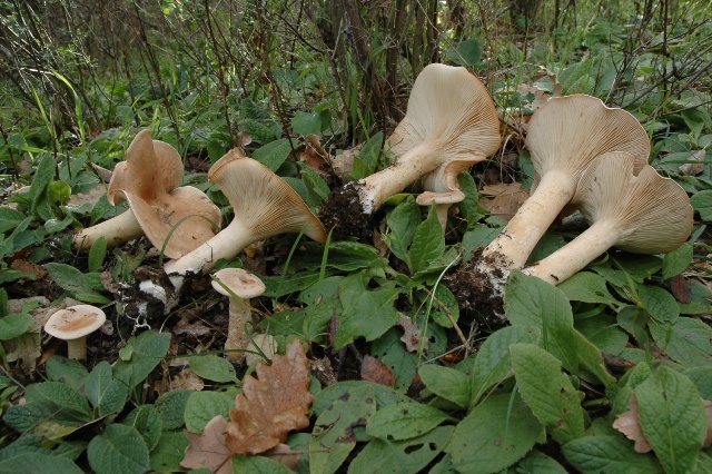 Ultime uscite, prime foto dell''anno.